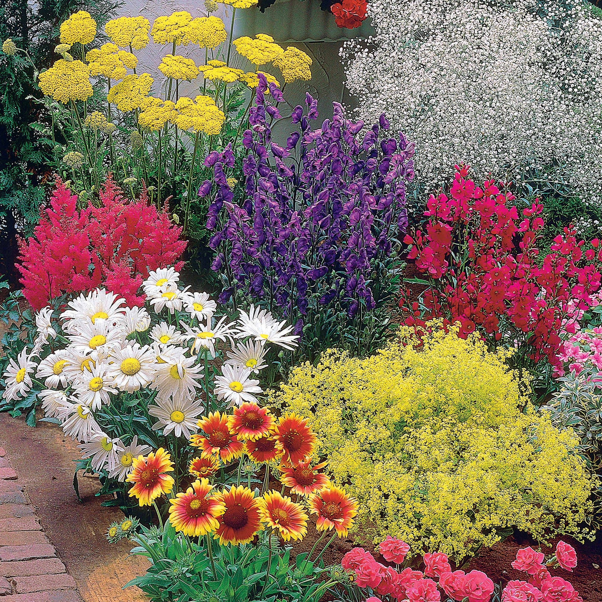 Bakker Massif fleuri 8 plantes vivaces 1,5 m² mi-ombre