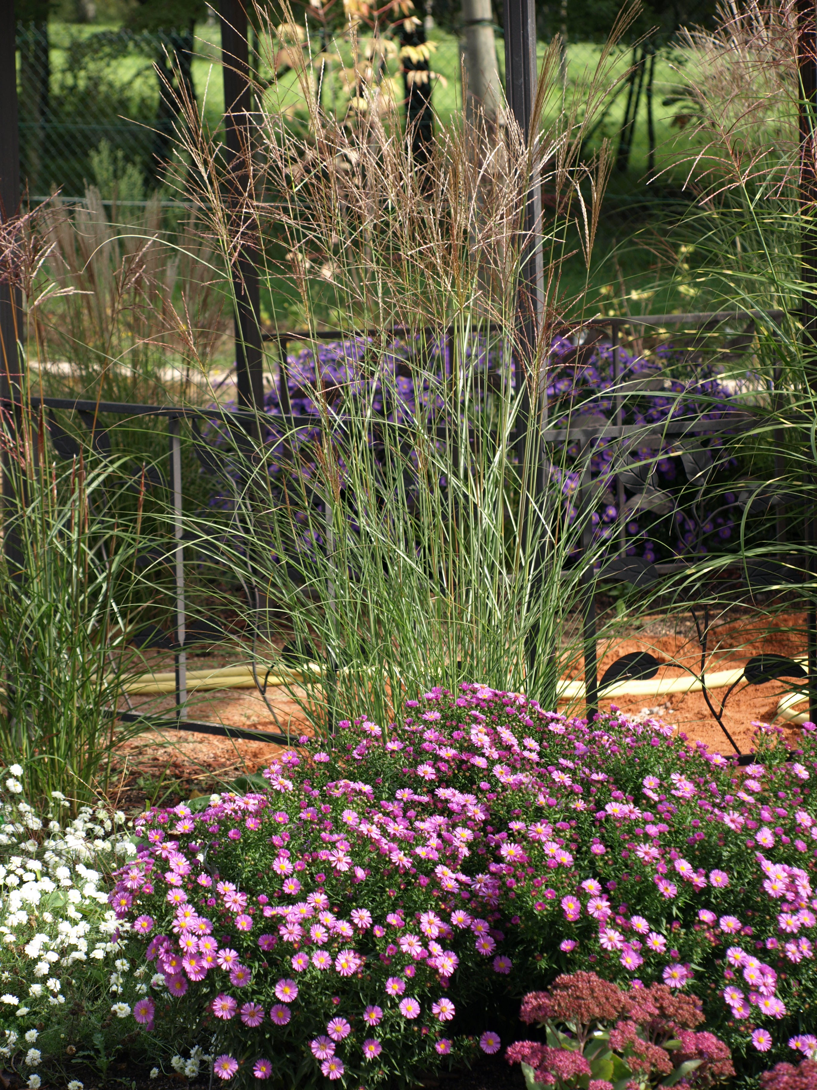 Passion Vivaces Aster dumosus Rosemarie Salman plante vivace godet rose