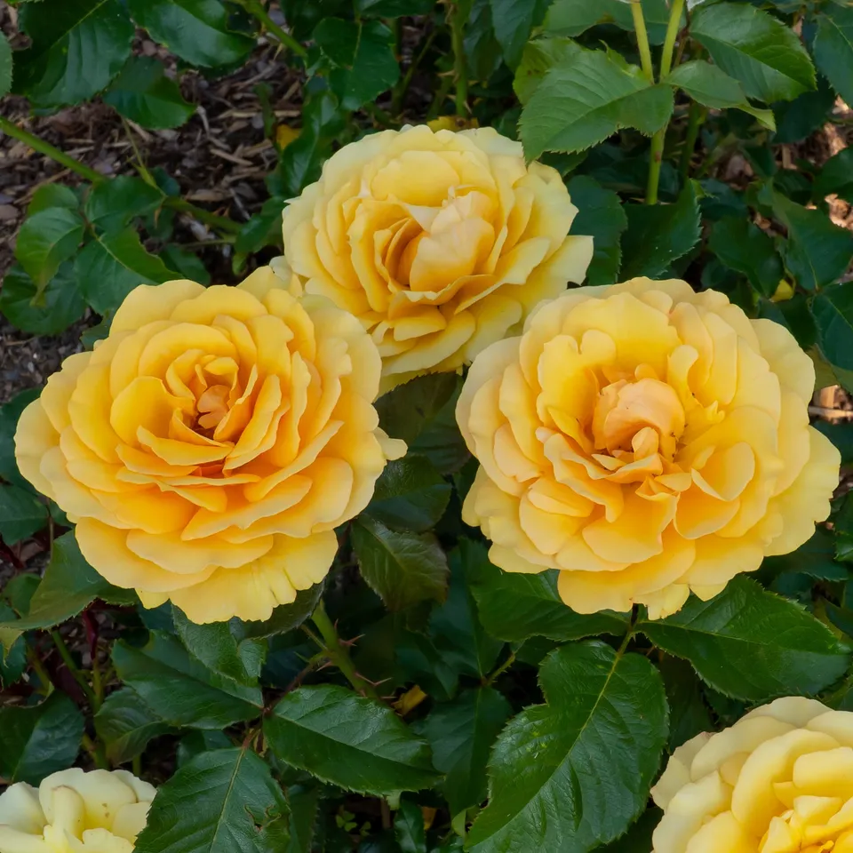 Bakker Rosier Amber Queen rosier buisson pot 3L jaune ambré