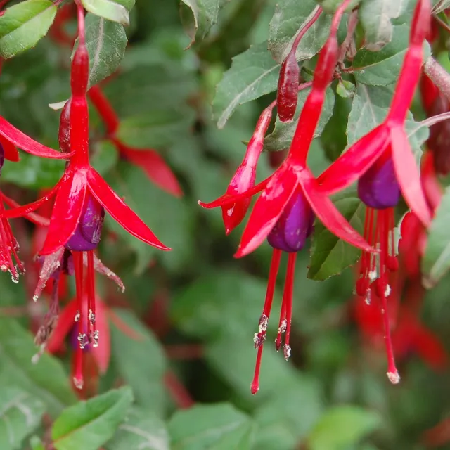 Passion Vivaces Fuchsia Riccartonii plante pot 1L rustique rouge