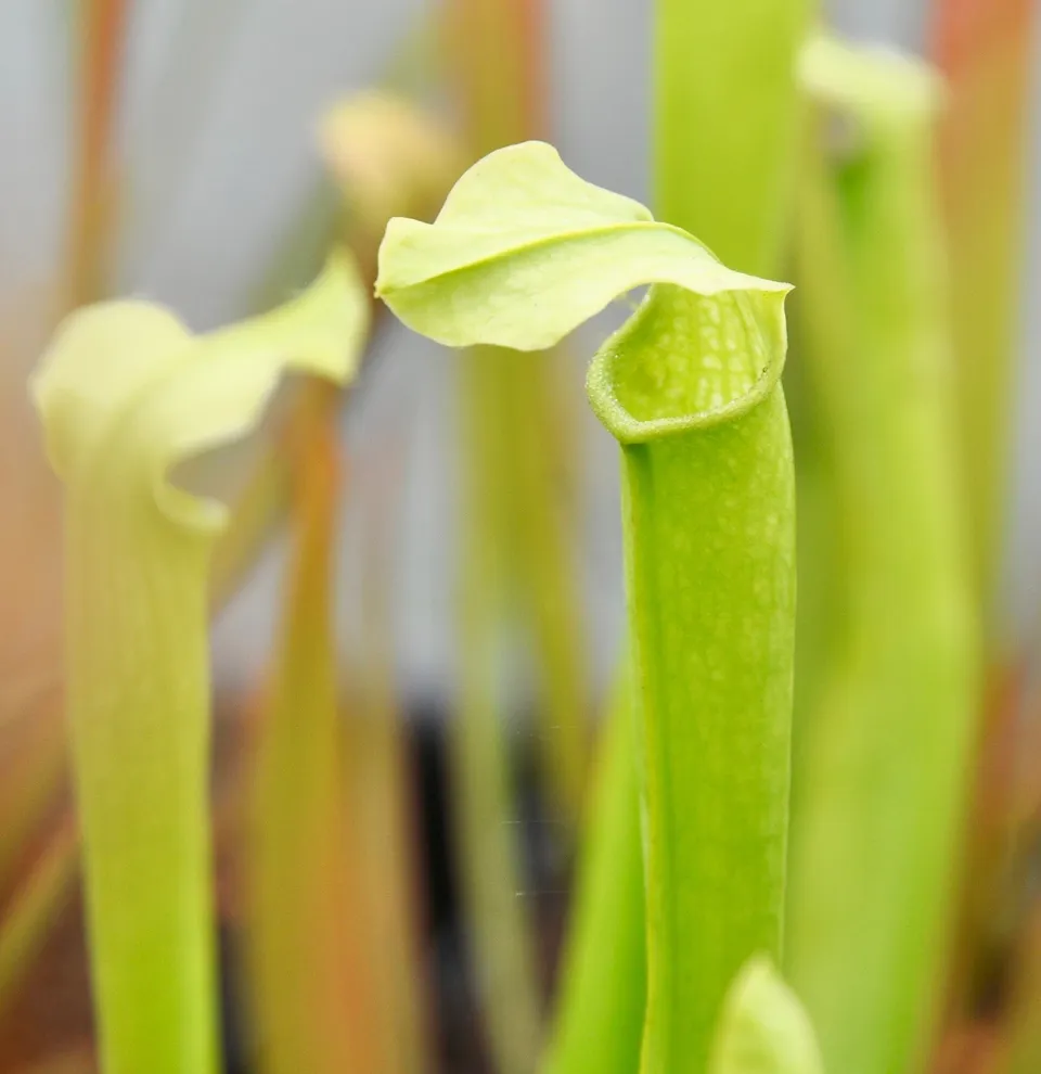 Carniflore Sarracenia rubra gulfensis luteoviridis plante 1 point