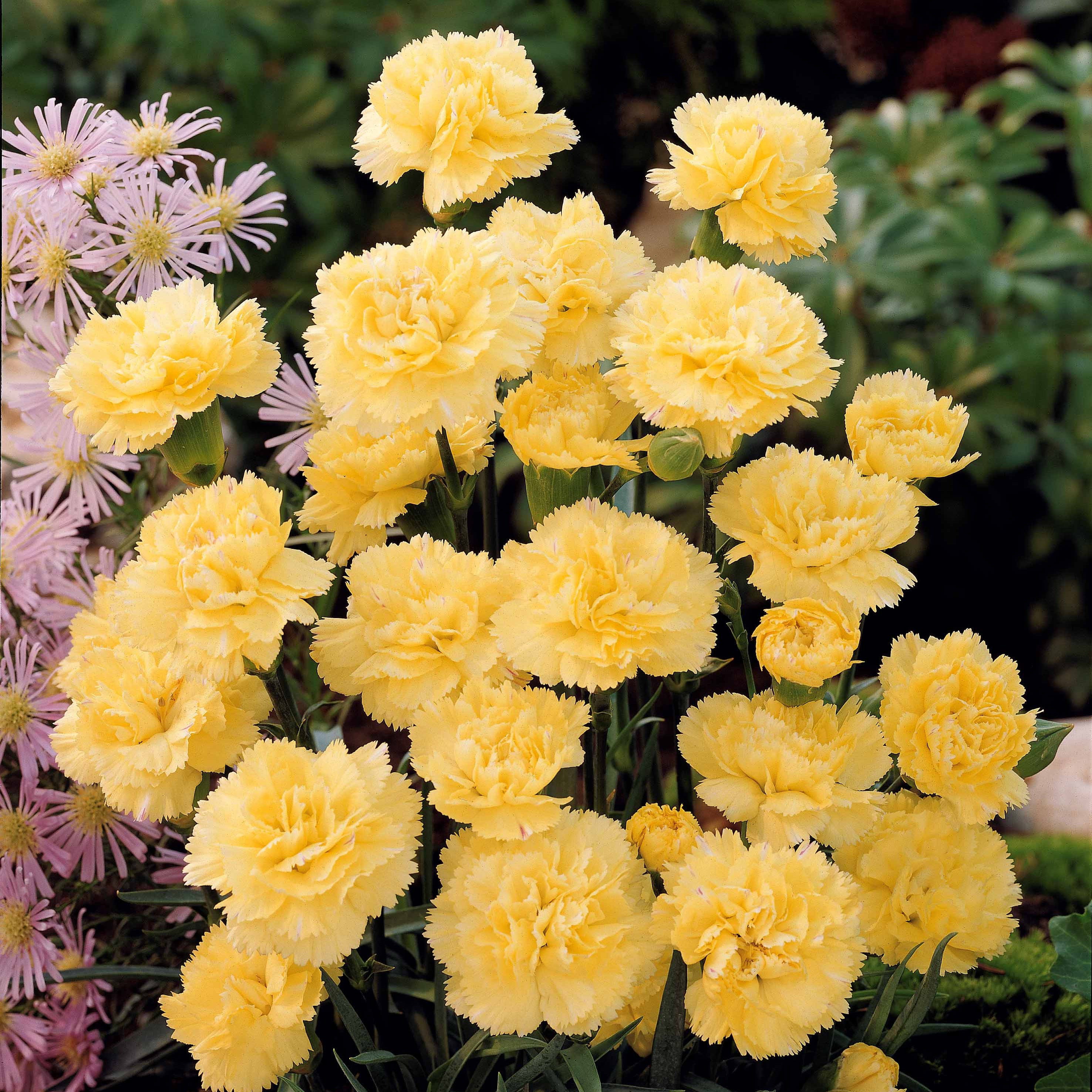 Bakker 2 Œillets Grenadin Jaune 2 pots Ø9cm parfumés