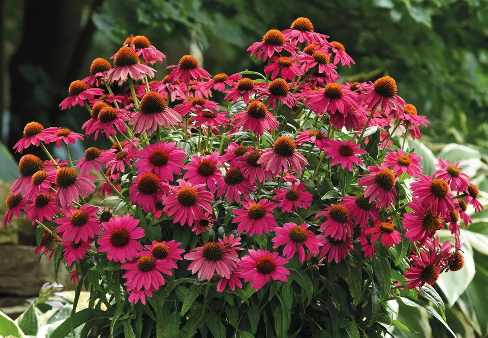 Pépinières Ripoche Echinacea Artisan Rose plante vivace rose