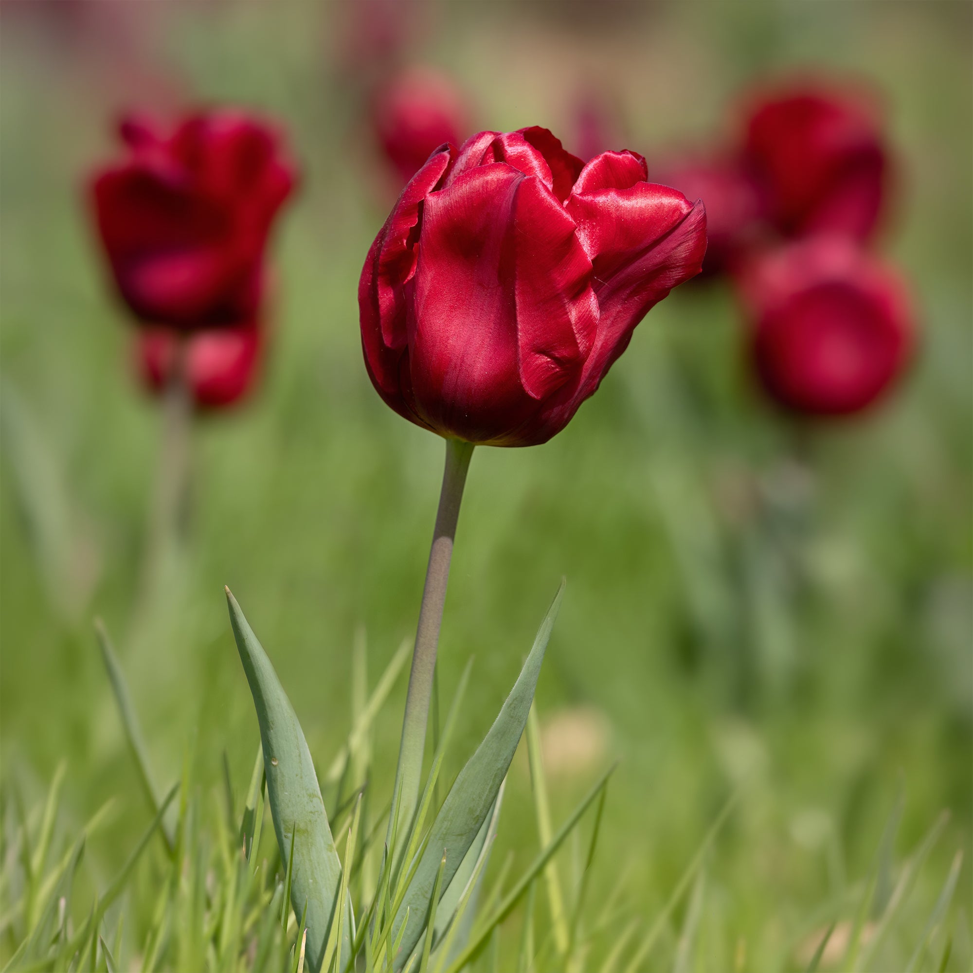 Bakker Bulbes de printemps massif rouge blanc sachet 30