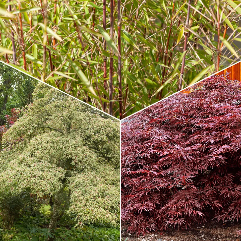 Bakker Collection 3 arbustes jardin japonais pot 1.5-2L persistants