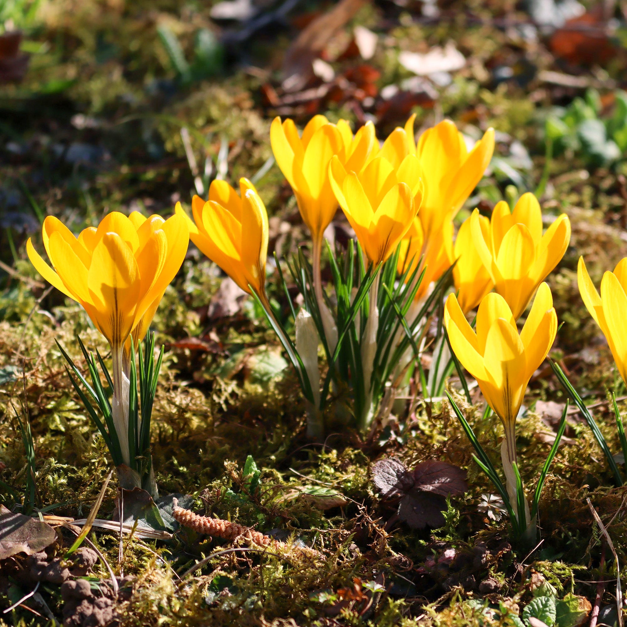 Bakker Crocus Mammouth jaune bulbes x15 précoce