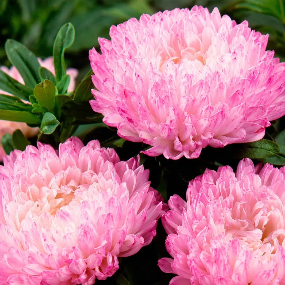 Bakker Reine Marguerite Garden Jewel Rose sachet 70 graines