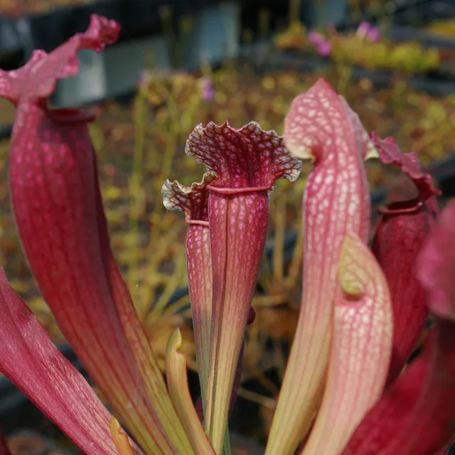 Carniflore Sarracenia Fiona hybride trompette rouge pot 11cm