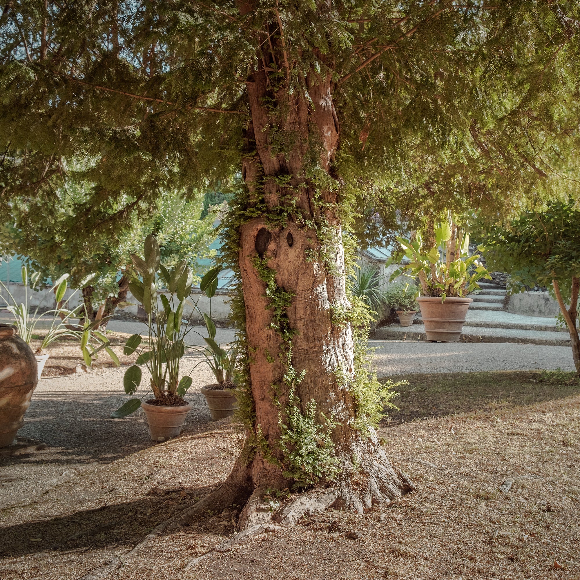 Bakker If commun Taxus baccata pot Ø 11cm haie persistante