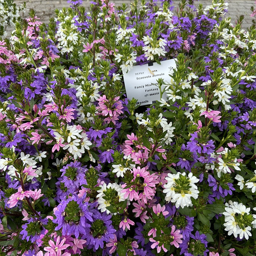 Bakker Scaevola rose bleu blanc fleur éventail 3 pots Ø10,5cm