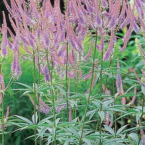 Bakker Plantes vivaces Véronique Green Tip vivace pot 9cm rose