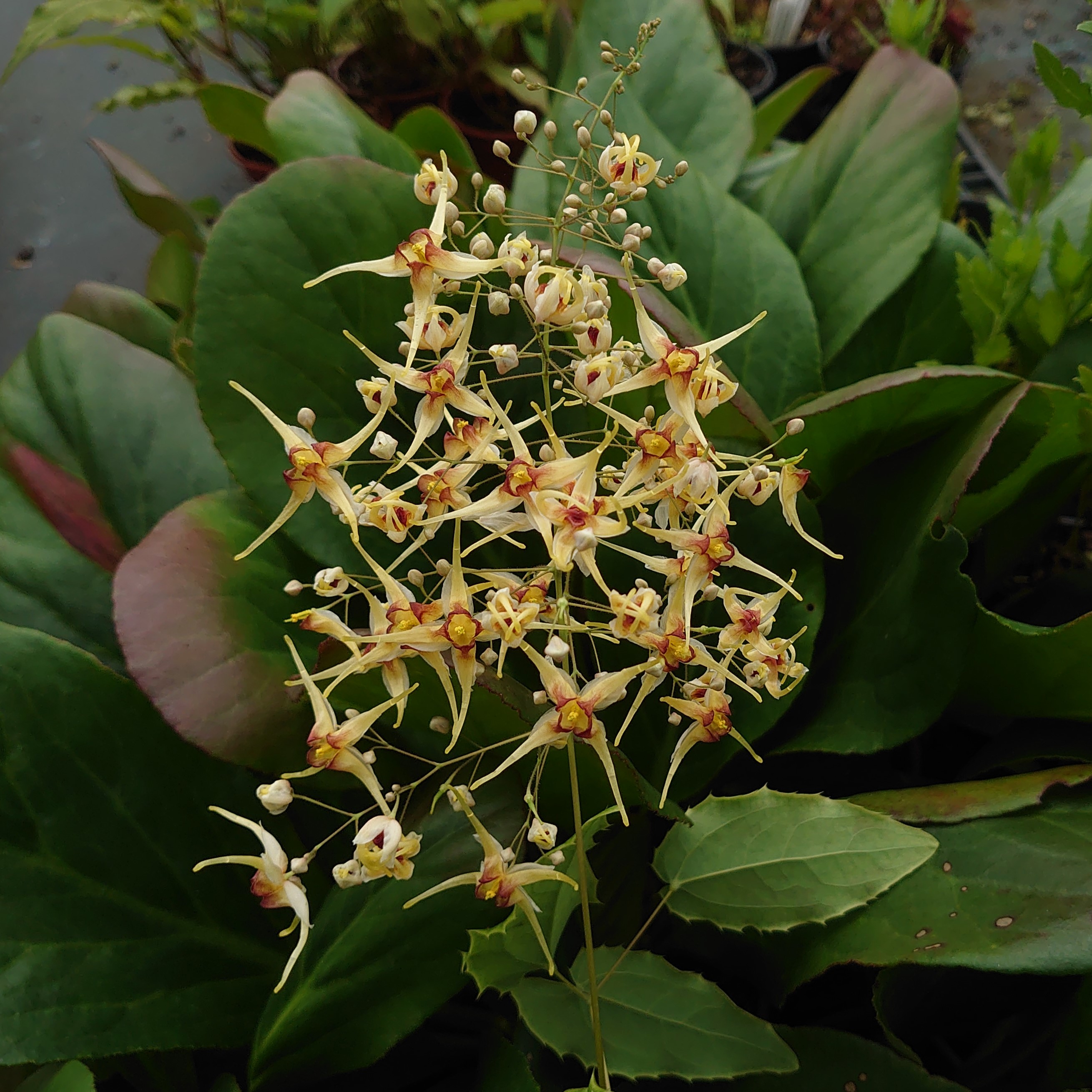 Passion Vivaces Epimedium x 'Titania' plante vivace pot 1L crème