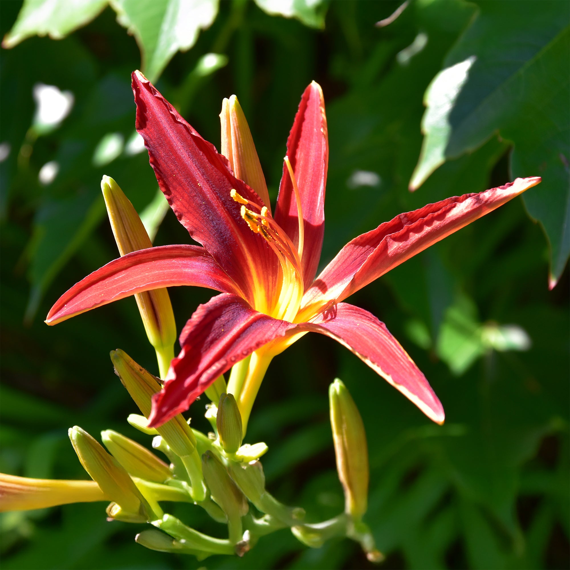 Bakker Hémérocalle Crimson Pirate vivace pot Ø 9cm rouge