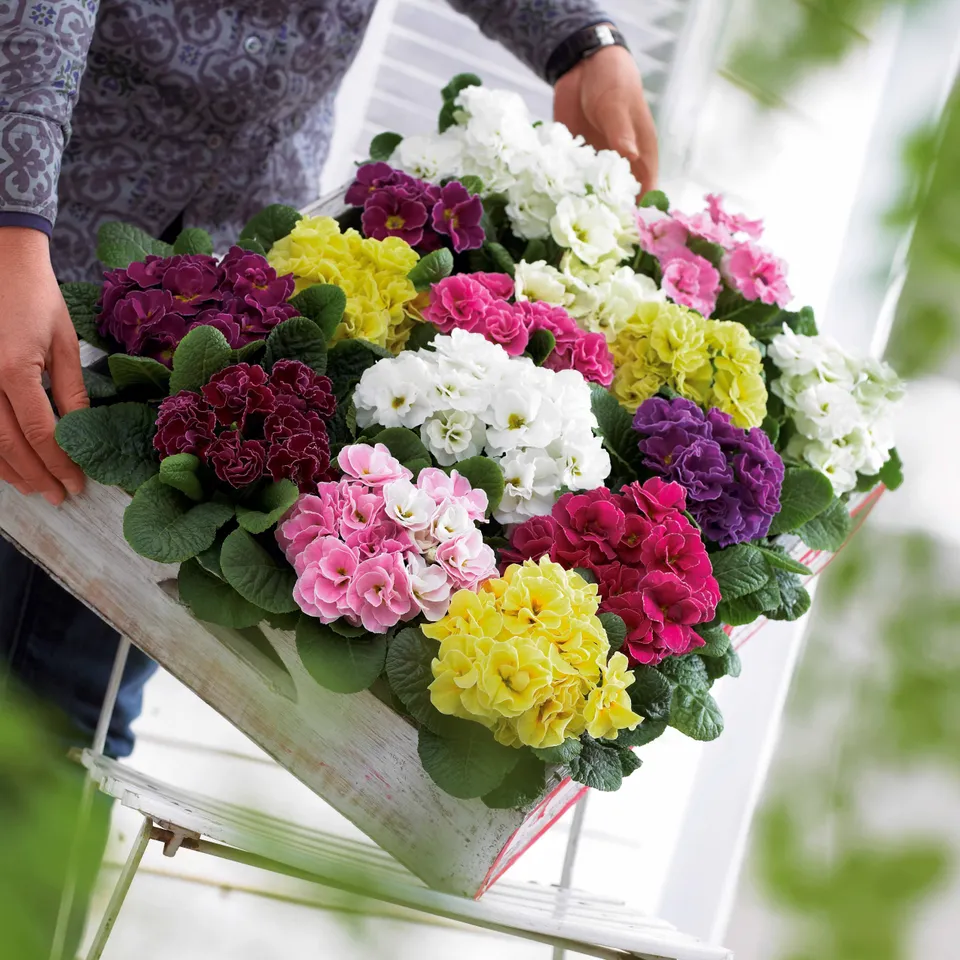Bakker Primevères Double Princess vivace 3 pots mélange