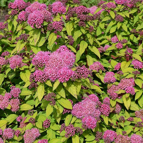 Bakker Spirée du Japon Merlo Star arbuste pot 8cm fleur rose