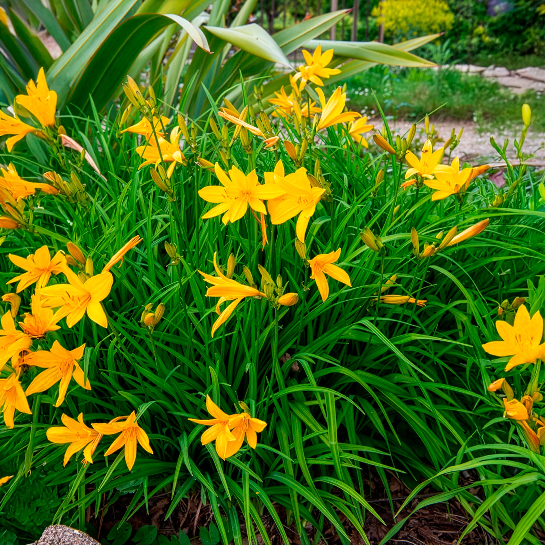 Bakker Hémérocalle citrina vivace pot 9cm jaune