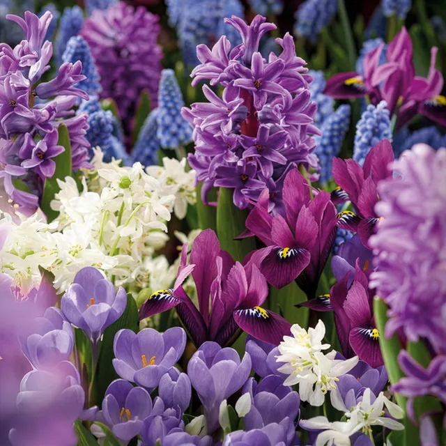 Bakker Bulbes à fleurs mellifères mauves blancs sachet 50 abeilles