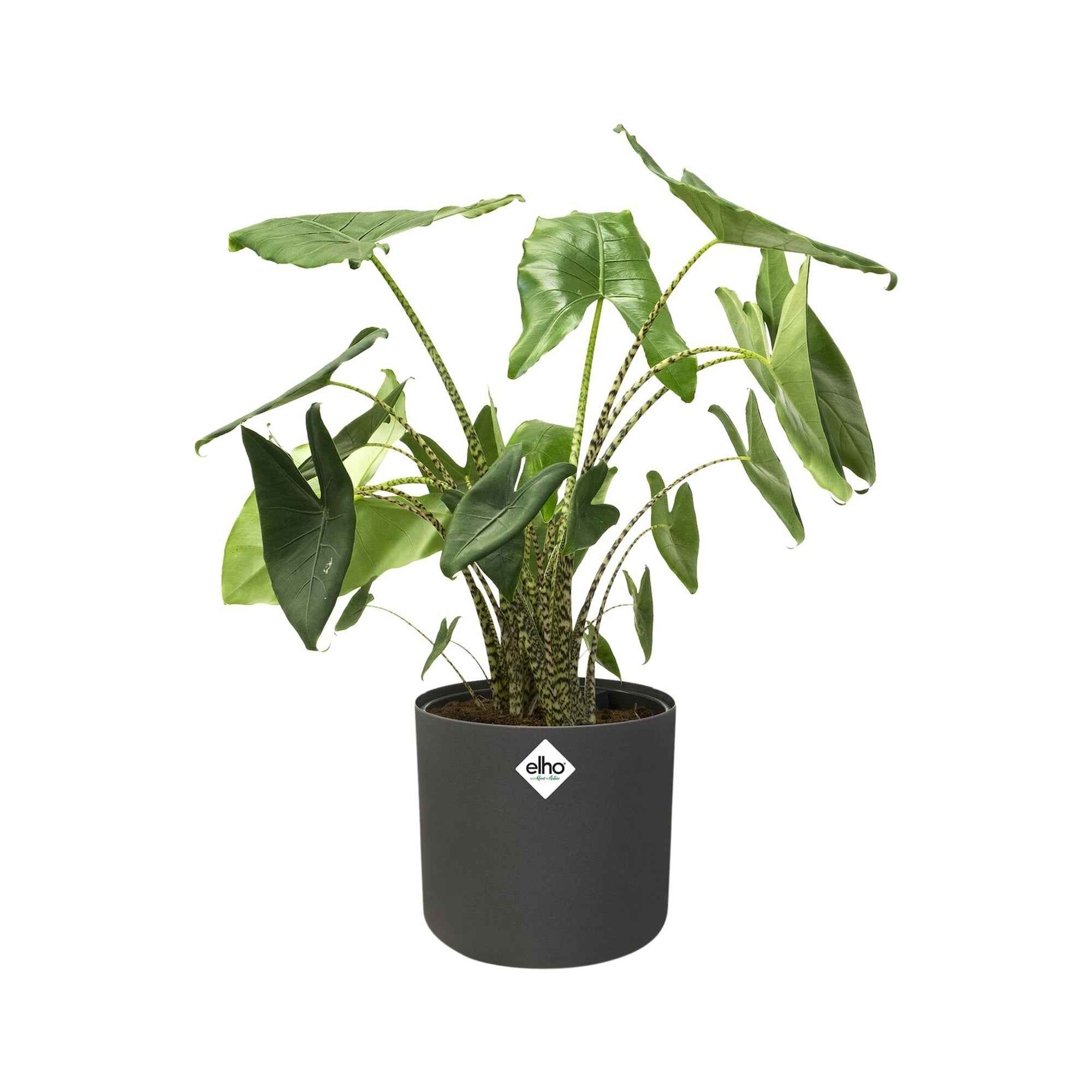 Elho B.for Soft pot rond cache-pot Ø14cm anthracite