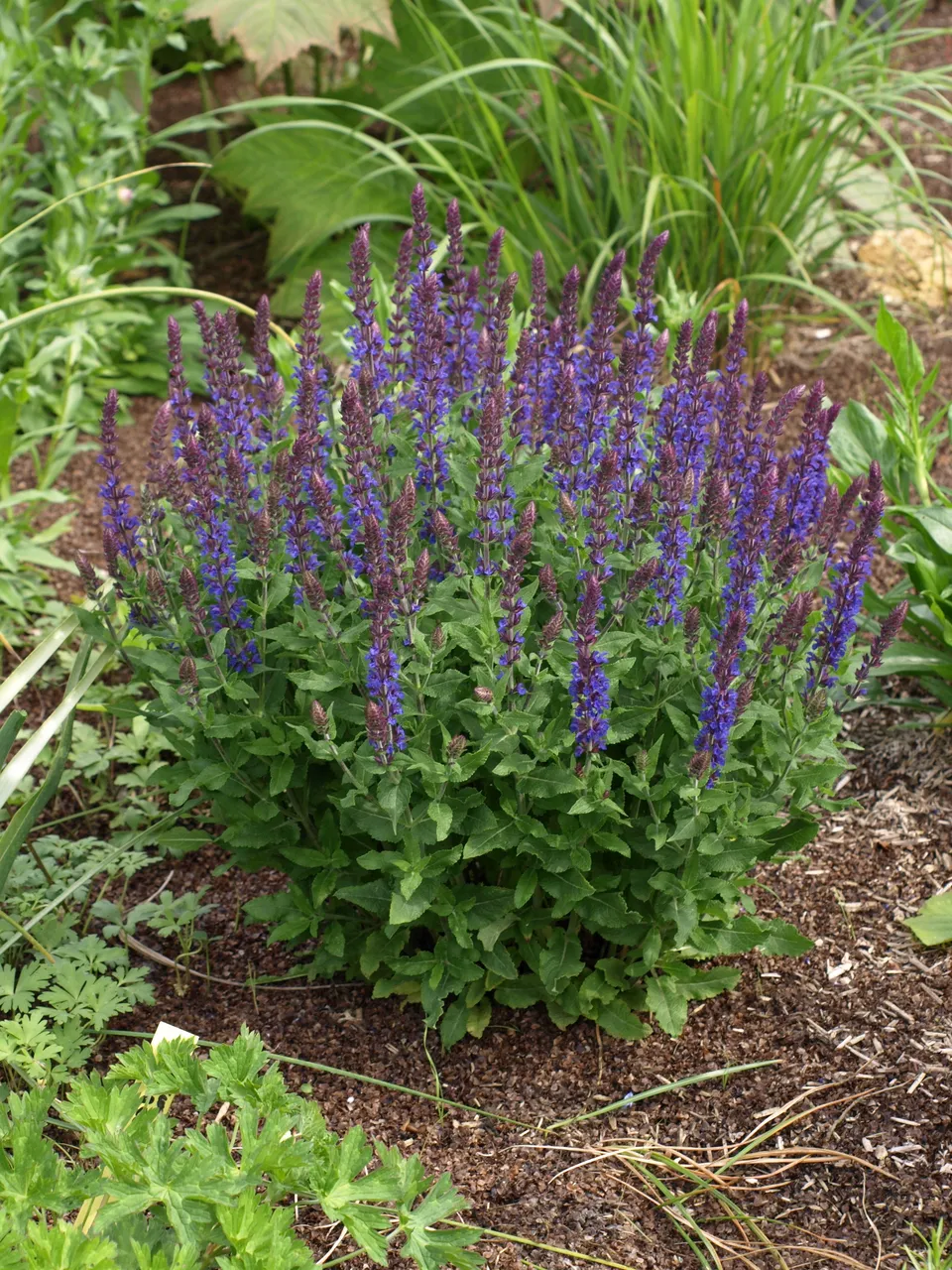 Passion Vivaces SALVIA nemorosa Blauhugel sauge pot 1 litre