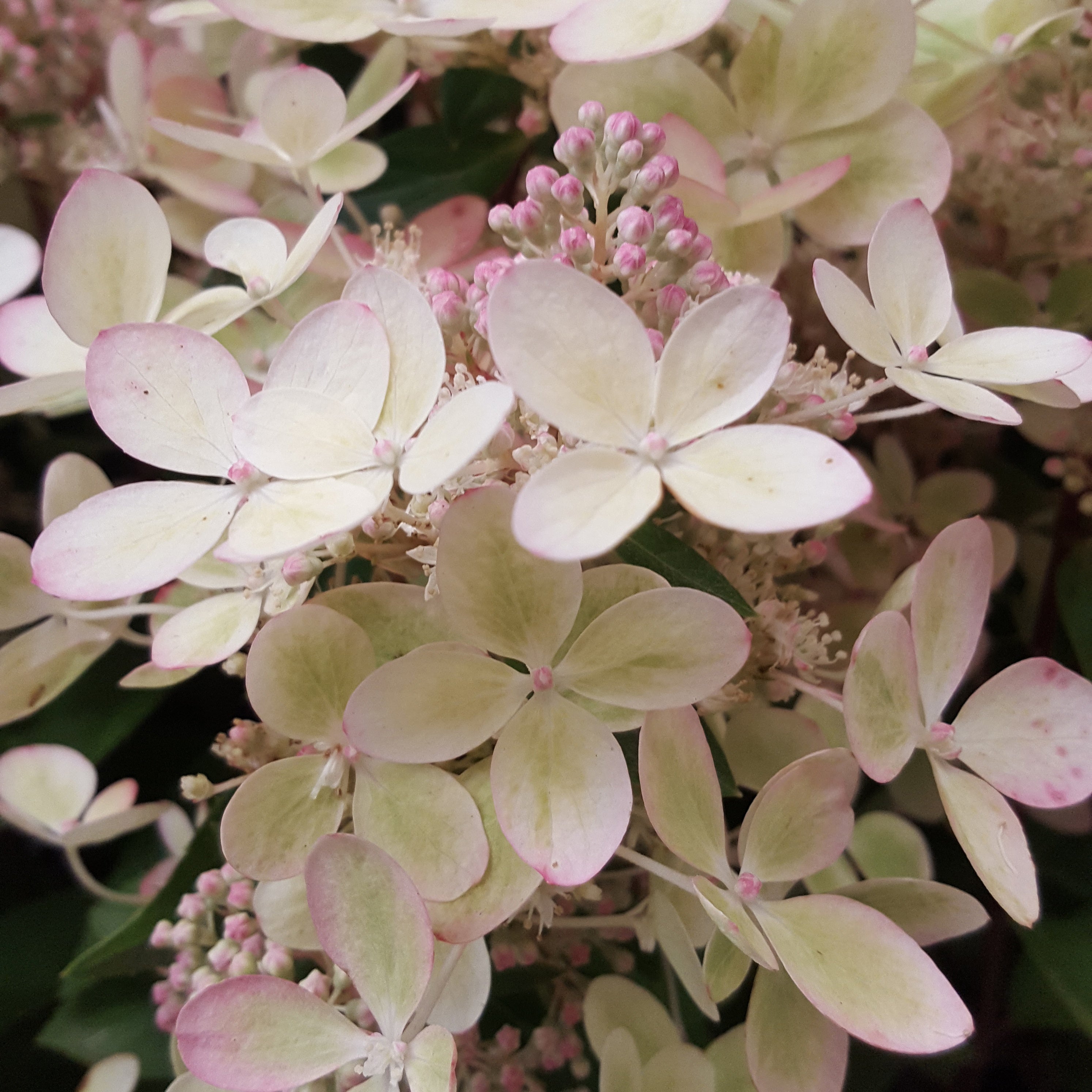 Bakker Hortensia paniculé PASTELGREEN Renxolor arbuste pot 3L