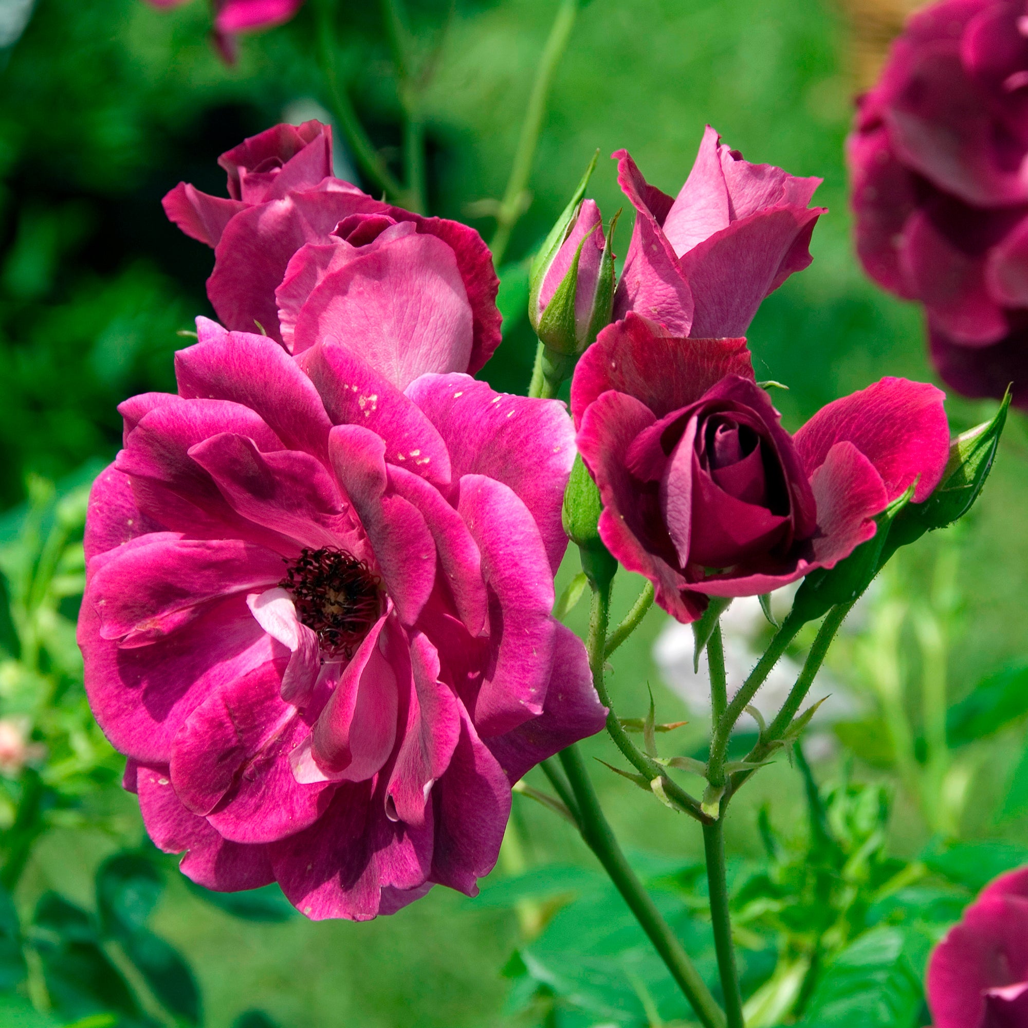 Bakker Rosiers Burgundy Ice rosier buisson bordeaux pot 3L