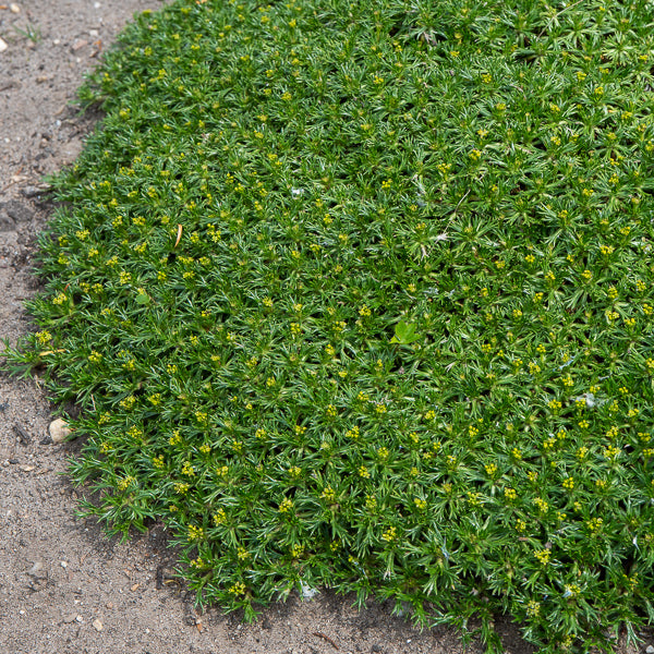 Bakker Azorelle vivace couvre-sol pot 8cm jaune