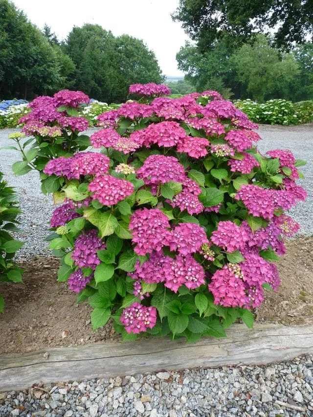 Les Hortensias du Haut Bois Leuchtfeuer hortensia fleurs rondes godet