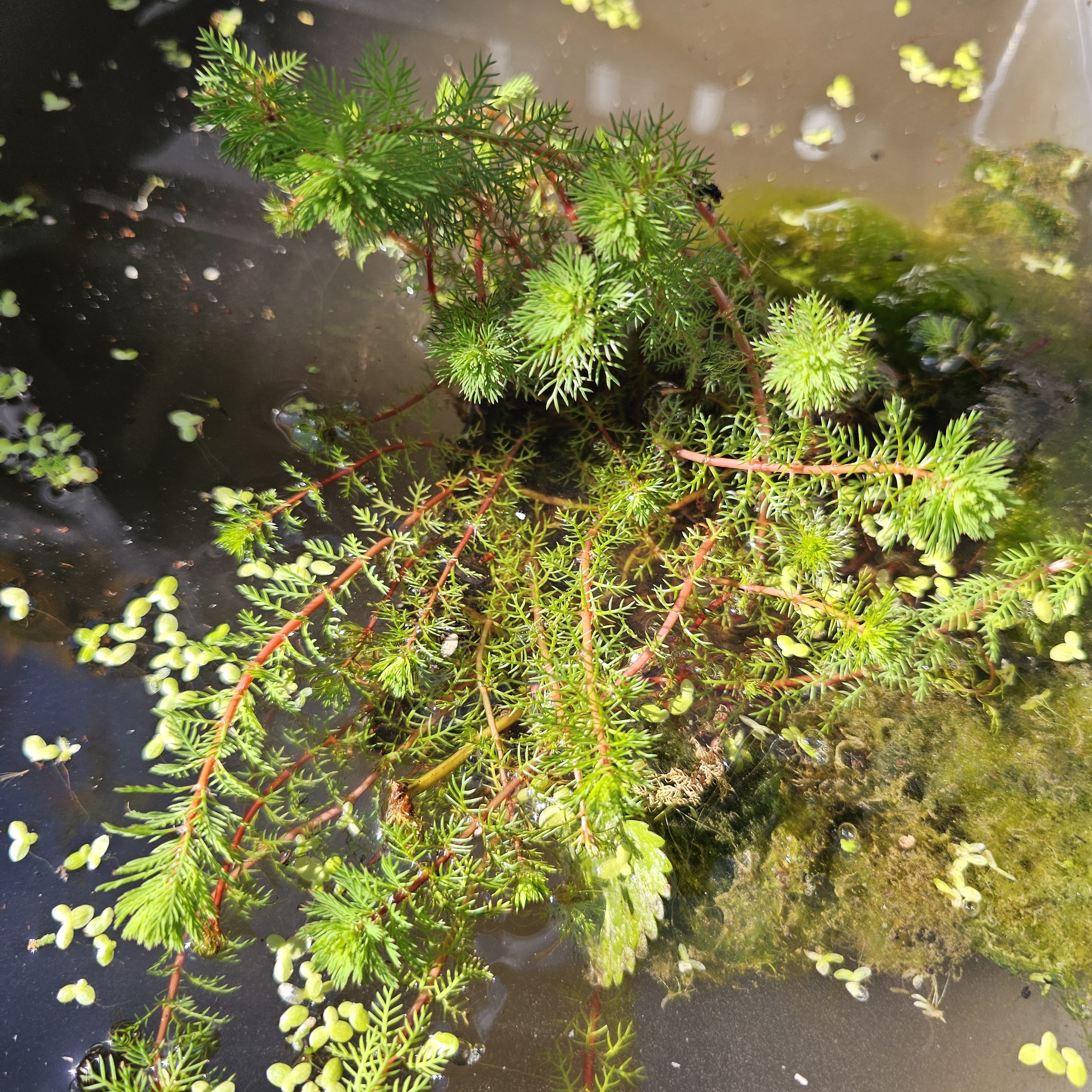 Bakker Red Stem myriophyllum bassin pot Ø11cm tiges rouges