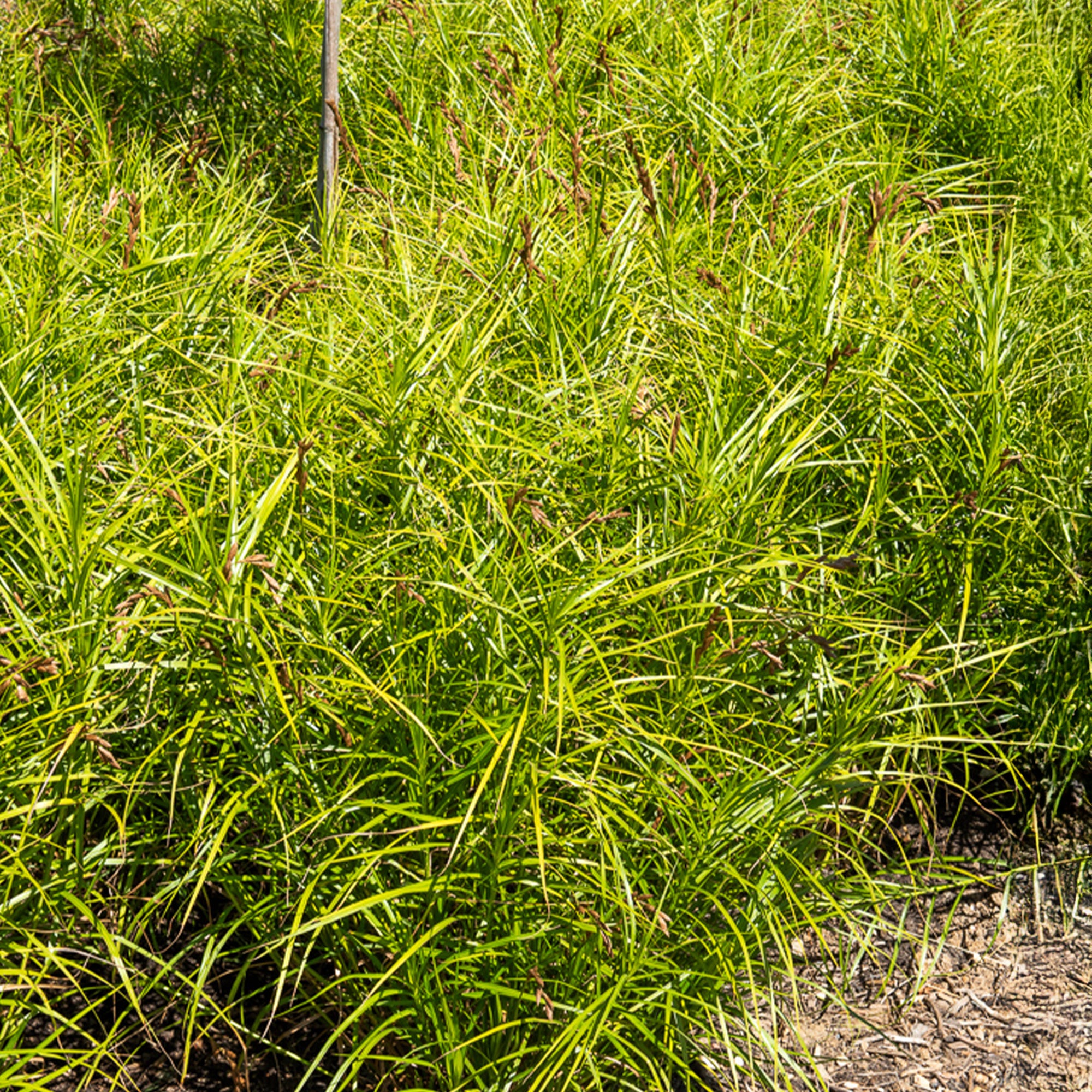 Bakker Laîche Amérique Carex pot 8cm ombre humide