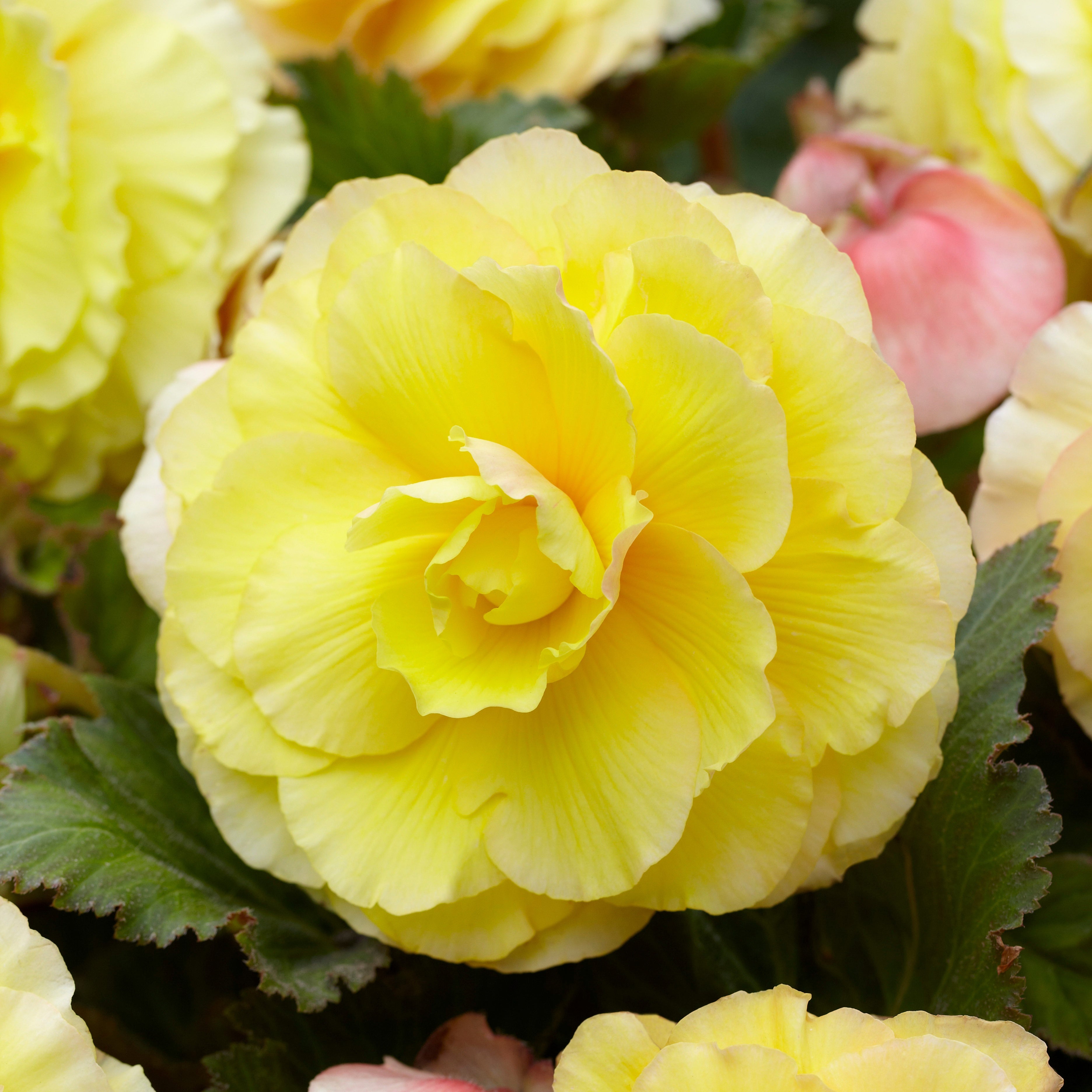 Bakker Bulbes à fleurs 5 Bégonias doubles jaunes sachet 5 bulbes ombre