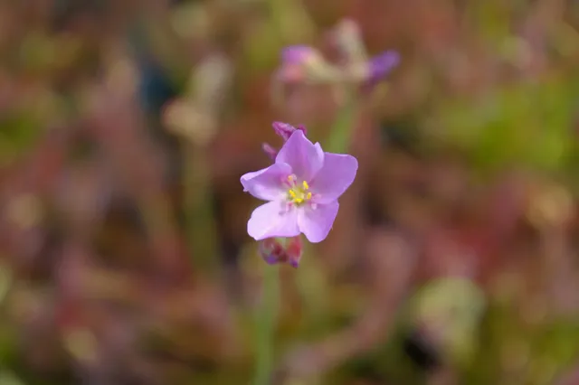 Carniflore Drosera capensis graines à semer sachet 20 graines