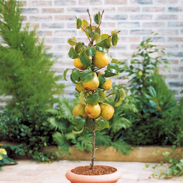 Bakker Conférence poirier nain pot 9 cm 50-70 cm autofertile