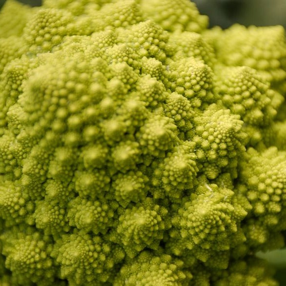 Bakker Potager Chou brocoli Romanesco graines 1g