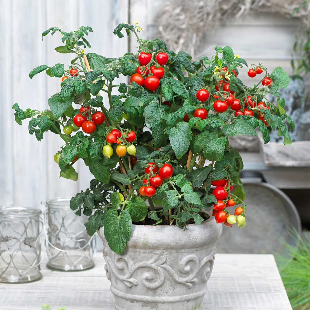 Bakker Coeur d'amour tomate cerise sachet 15 graines