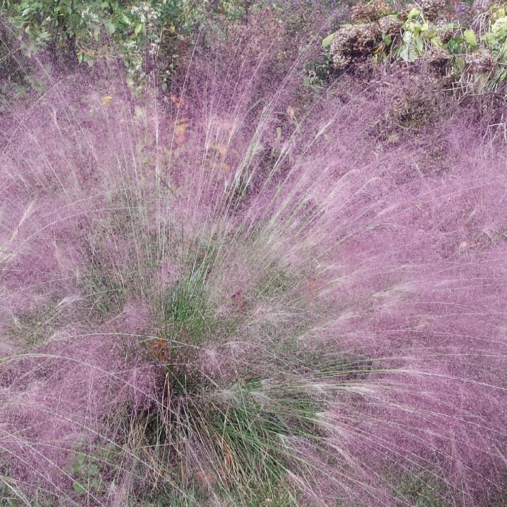 Bakker Herbe d'amour Eragrostis spectabilis godet Ø9cm rose