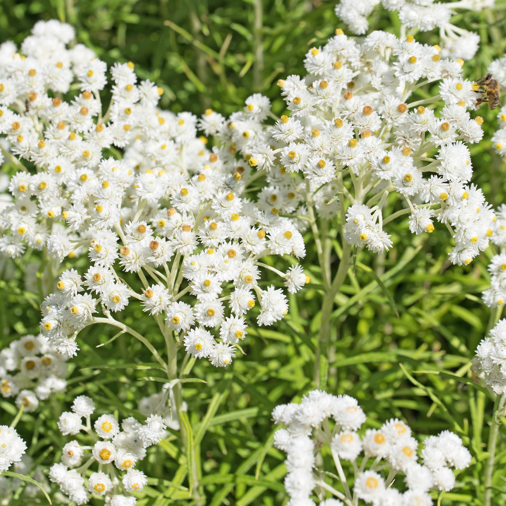 Bakker Massif Été Fleuri 18 plantes vivaces 2m²