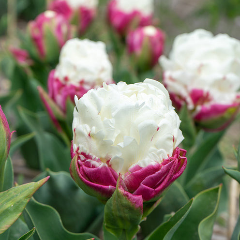 Bakker Ice Cream Tulipes doubles 7 bulbes blanc rose