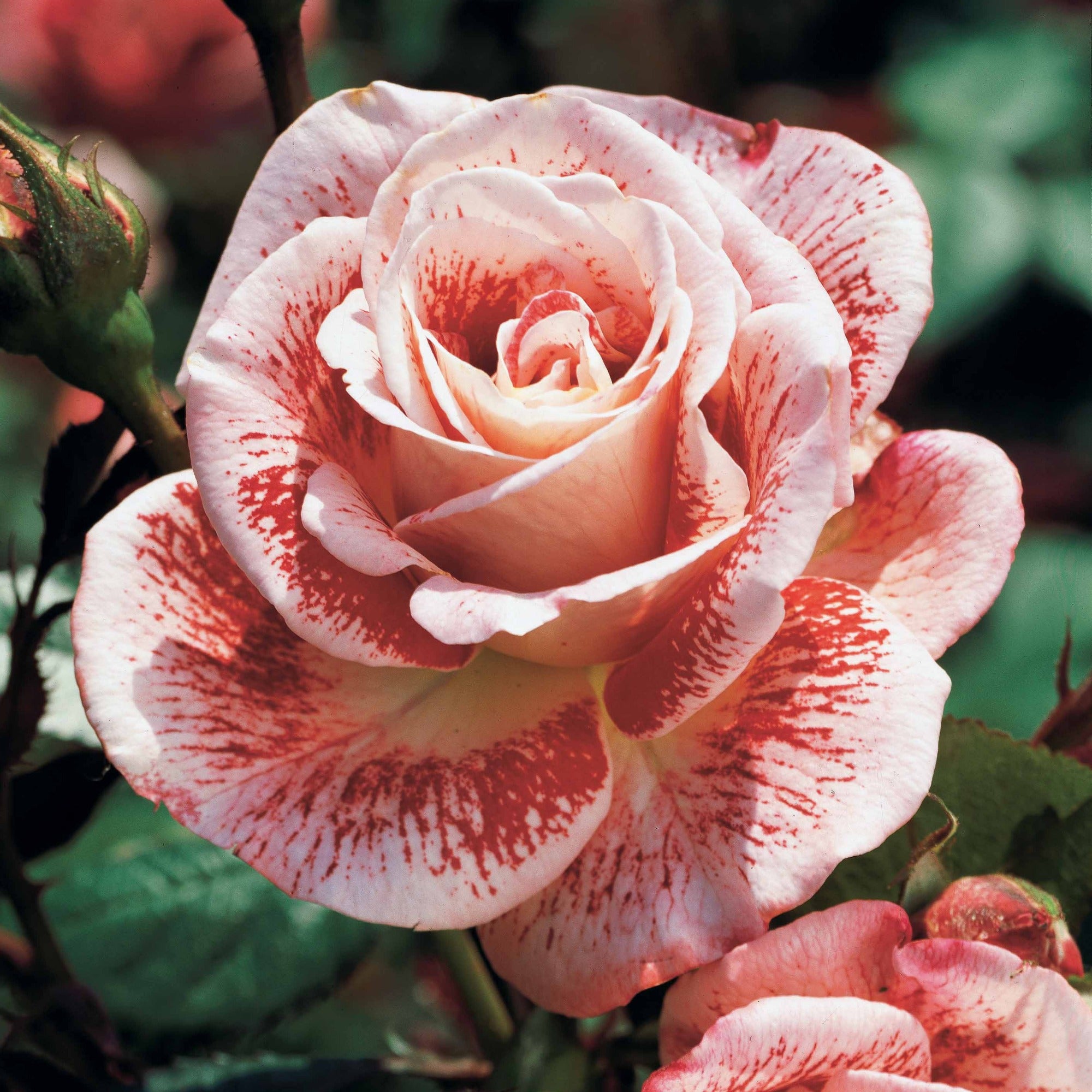 Bakker Collection 7 Rosiers buissons racines nues parfumés