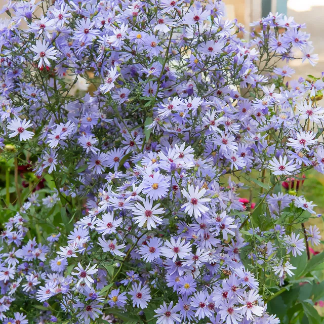Bakker Aster Little Carlow vivace pot 9cm bleu lavande