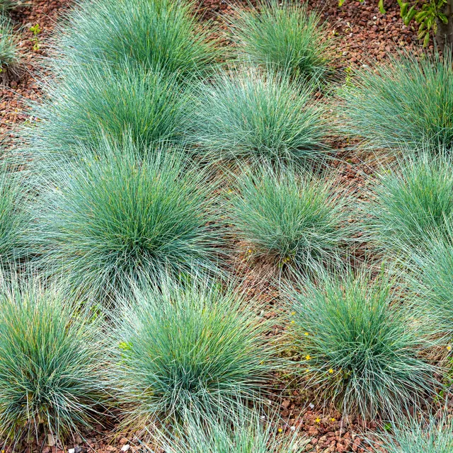 Bakker Fétuque bleue graminée 3 pots 9cm feuillage persistant