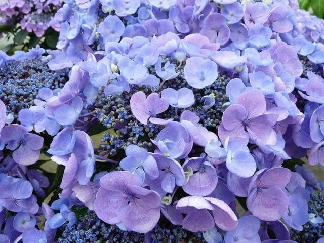 Lutin Hydrangea macrophylla hortensia fleurs plates