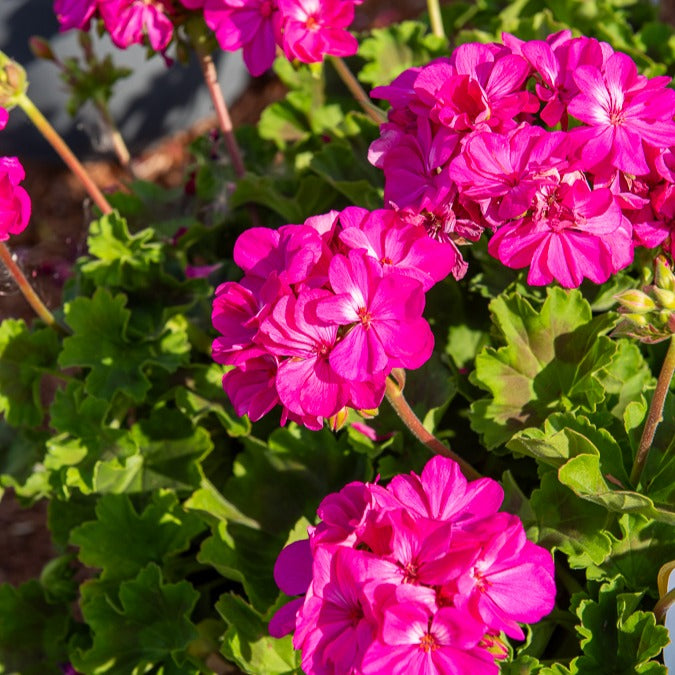 Bakker Géranium zonale Dark Lilac fleur balcon 3 pots lilas