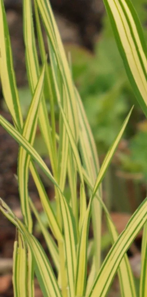 Passion Vivaces Bromus inermis Skinner's Gold graminée pot 1 litre