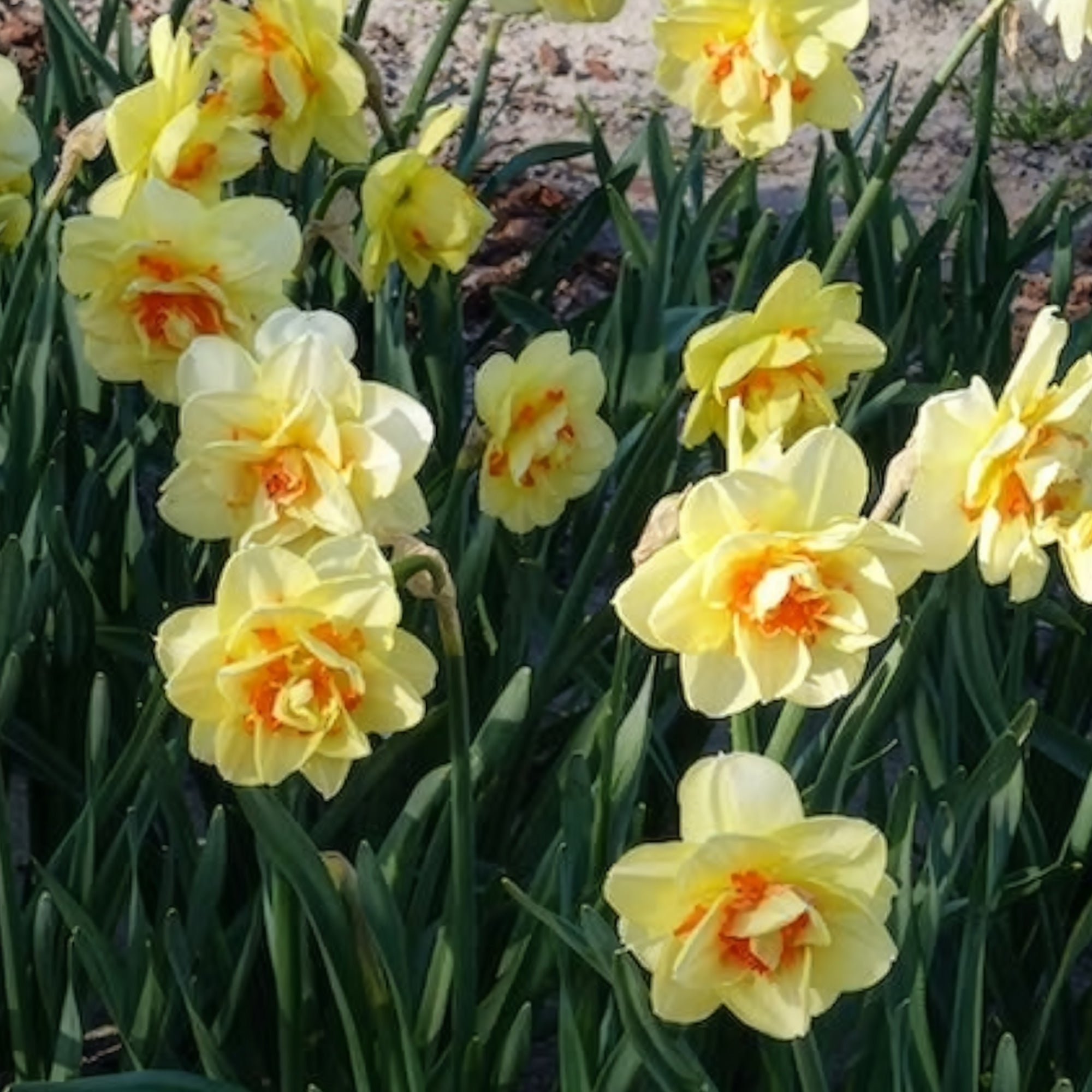 Bakker Tahiti narcisse double sachet 10 bulbes jaune