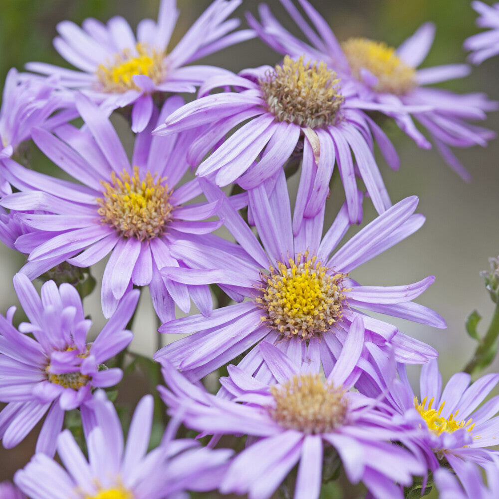 Bakker Œil de Christ Rosa Erfüllung aster pot 9cm violet