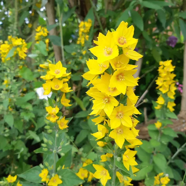 Bakker Plantes vivaces Lysimaque ponctuée pot Ø 9cm jaune