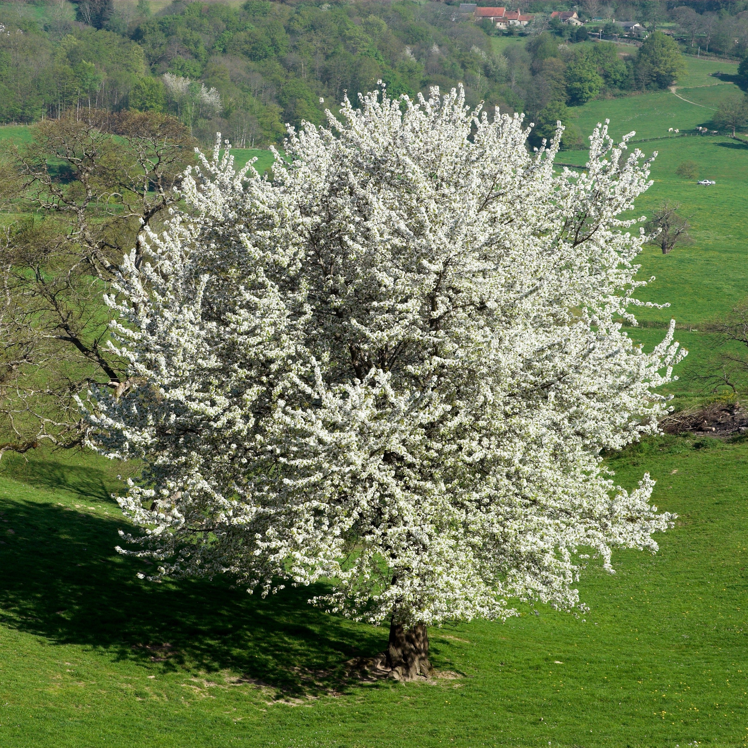 Bakker Merisier des oiseaux pot 2L arbre fleurs blanches 80-100cm