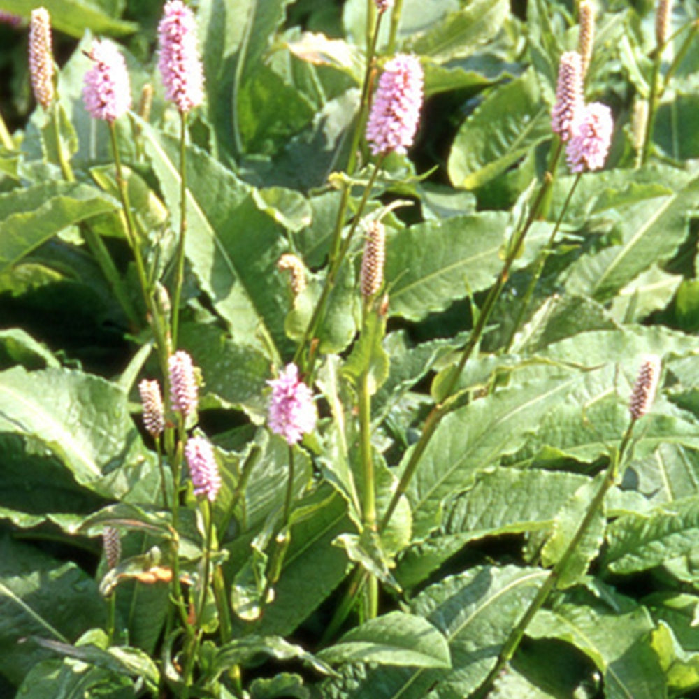 Bakker Renouée Persicaria Superba vivace pot 8cm rose