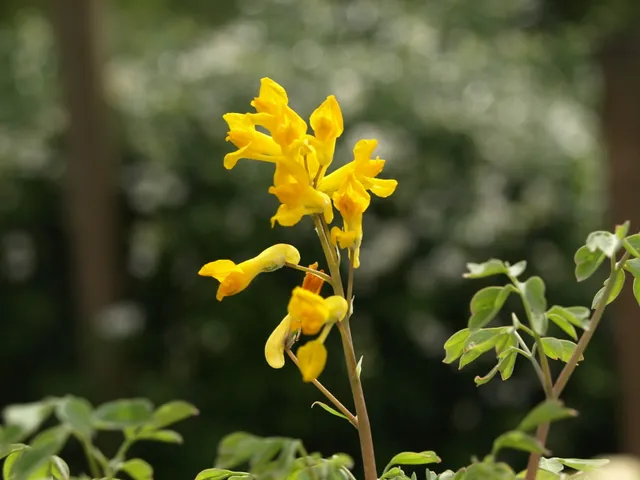 Passion Vivaces Corydalis lutea plante vivace godet fleurs jaunes