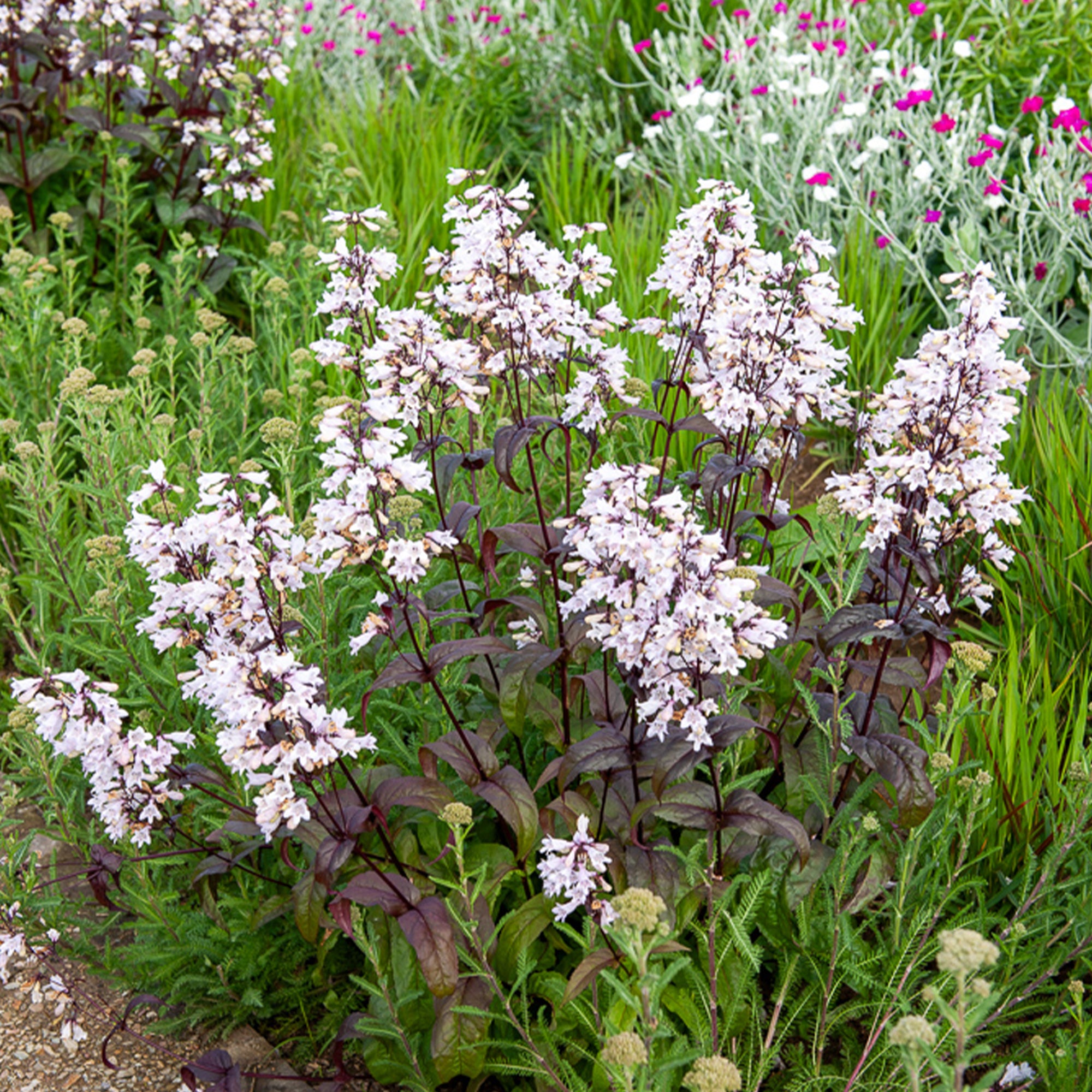 Bakker Husker Red galane penstemon pot 9cm fleurs blanches